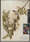 Foto von Salix serissima (L. H. Bailey) Fern.